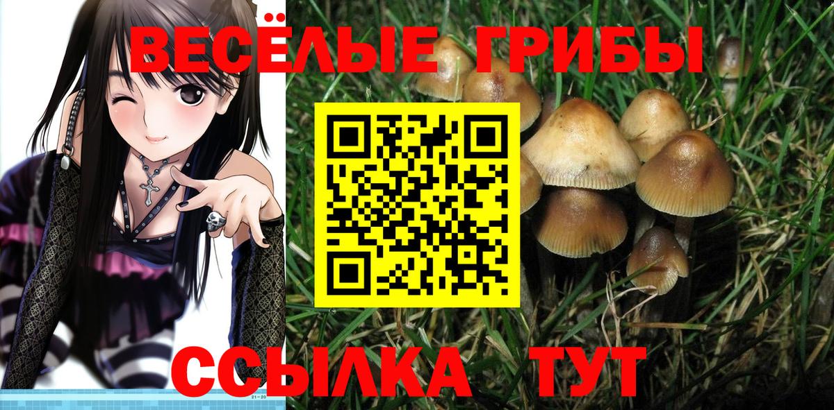 Галлюциногенные грибы Psilocybine cubensis Керчь